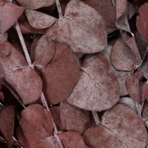 Artikel Eucalyptus takken, geconserveerde eucalyptus, gedroogde bloemen, rood, 75 cm, 150 g