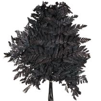 Artikel Varendecoratie Echte varenbladeren Zwart geconserveerd 45cm 10 stuks