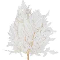 Artikel Varendecoratie Echte varenbladeren Wit Geconserveerd 45cm 10 stuks