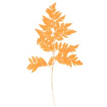 Artikel Gedroogde en geconserveerde varenbladeren voor bloemschikken en herfstdecoratie, 42 cm, 10 stuks