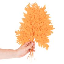 Artikel Gedroogde en geconserveerde varenbladeren voor bloemschikken en herfstdecoratie, 42 cm, 10 stuks