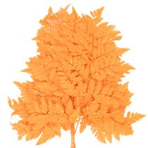 Artikel Gedroogde en geconserveerde varenbladeren voor bloemschikken en herfstdecoratie, 42 cm, 10 stuks