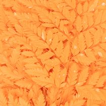 Artikel Gedroogde en geconserveerde varenbladeren voor bloemschikken en herfstdecoratie, 42 cm, 10 stuks