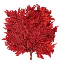 Artikel Geconserveerde en geverfde varenbladeren, echte varen voor herfstarrangementen, 42 cm, 10 stuks
