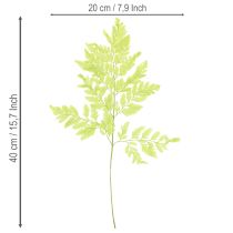 Artikel Varens: Geconserveerd, hoogwaardig natuurlijk materiaal voor duurzame decoratieprojecten, 40 cm, 10 stuks