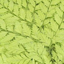 Artikel Varens: Geconserveerd, hoogwaardig natuurlijk materiaal voor duurzame decoratieprojecten, 40 cm, 10 stuks