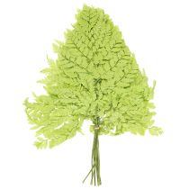 Artikel Varens: Geconserveerd, hoogwaardig natuurlijk materiaal voor duurzame decoratieprojecten, 40 cm, 10 stuks