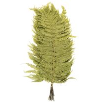Artikel Gedroogde en geconserveerde varen. Perfect voor een natuurlijke huisdecoratie. 80 cm