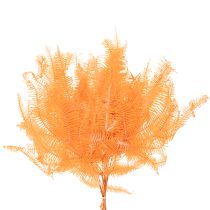 Artikel Varentak, geconserveerde varen, gedroogde decoratie voor bloemstukken, 60 cm, 10 stuks