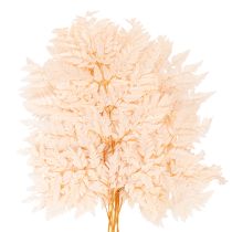 Artikel Decoratie met gedroogde varens voor vaas, 42 cm, 10 stuks