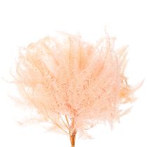 Artikel Gedroogde varenbladeren, varendecoratie voor vazen, 60 cm, 10 stuks