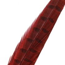 Artikel Fazantenveren Rood Echte Veren Decoratie Wijnrood 35-45cm 9 st