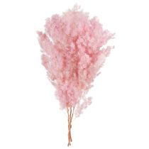 Artikel Roze veerasperges (Asperges) gedroogde decoratie 55-70cm