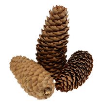 Vuren kegels naturel 5kg dennenappels