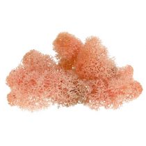 Artikel Decoratief mos IJslands mos roze 400g