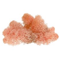 Artikel Deco moss rendiermos roze 400g