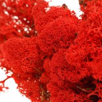Artikel Deco mos rood rendiermos voor knutselen 400g