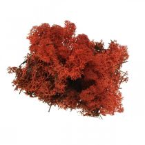 Artikel Decoratief Mos Rood Siena Natuurlijk Mos voor Ambachten Gedroogd, Geverfd 500g