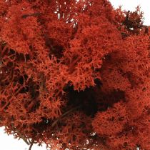 Decoratief mosrood Siena natuurlijk mos voor handwerk, gedroogd, gekleurd 500g