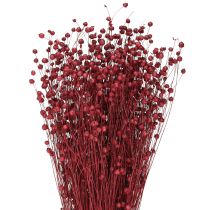 Artikel Vlas Bordeaux Rood Gedroogde Decoratie Gedroogde Bloemen L55cm 80g