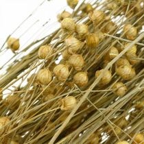 Vlas natuurlijke grassen voor droge bloemisterij 100g