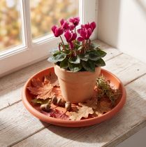 Artikel Schotel "Linda" Ø20cm terracotta