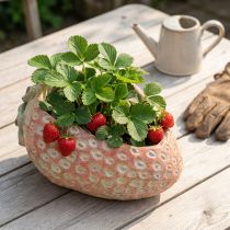 Artikel Decoratieve aardbei, plantenpot, betonnen decoratie voor opplant L17cm