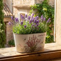 Artikel Bloemenschaal ovaal lavendel bloempot kunststof 21,5×12,5cm H11cm