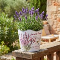 Artikel Plantenbak kunststof bloempot zomer lavendel Ø16,5cm H13,5cm
