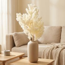Artikel Asperges droog decoratie wit gedroogd siergras 80g
