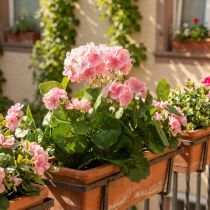 Artikel Geranium kunstbloem Roze geraniumstruik kunst 7 bloemen H38cm