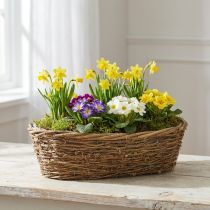Artikel Natuurlijke plantenpot voor wijnranken, ovale bloempot, 40x19x11,5 cm