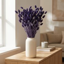Artikel Phalaris Violet Gedroogd Decoratief Gras 50-55cm 100g