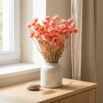 Artikel Droogbloemen kapbloemen zalmstrobloemen H42cm