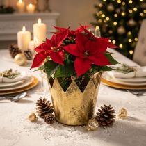 Artikel Decoratieve kroon metalen bloempot messing look Ø11cm/H10cm