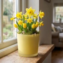 Artikel Glazen bloempot geel decoratief glazen kuipje Ø11.5cm H11cm