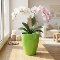Artikel Orchideepot glanzend Ø12,5cm limoen 1 st