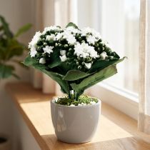 Artikel Kunst Kalanchoë Flaming Käthchen Wit 24cm