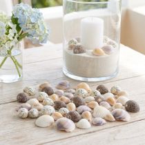 Artikel Schelpdecoratie mini kokkels slakkenhuisjes 1–3 cm 340 g
