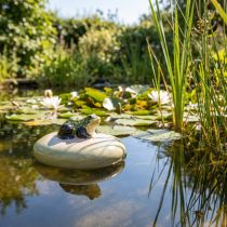 Artikel Decoratieve keramische kikker, drijvend steentje voor tuinvijvers en waterpartijen, 13 cm