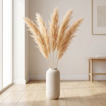 Artikel Asperge gedroogd gras sierasperge abrikoos 90cm 5 stuks