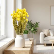 Artikel Gedroogde bloemen, kapbloemen, gele strobloemen, H42cm