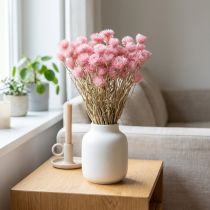 Artikel Droogbloemen kapbloemen roze strobloemen H42cm