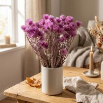 Artikel Droogbloemen Kapbloemen Paarse strobloemen H42cm