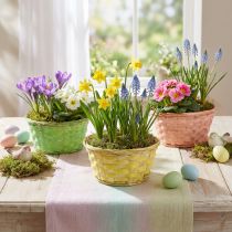 Artikel Plantenschaal rond Ø20cm diverse kleuren. 8 stuks