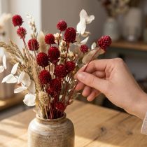 Artikel Globe amarant Gomphrena Globosa in donkerrood L45cm 100g