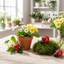 Artikel Houten lieveheersbeestjes/geluksbeestjes als schattige decoratie voor in huis, 5 cm, 6 stuks