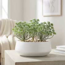 Artikel Vetplant Echeveria 17cm Grijs 3 st