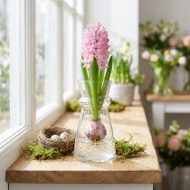 Artikel Glazen vaas hyacint vaas decoratieve vaas transparant Ø7cm H13cm