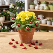 Artikel Decoratieve lieveheersbeestjes om te lijmen 1cm rood 360 st